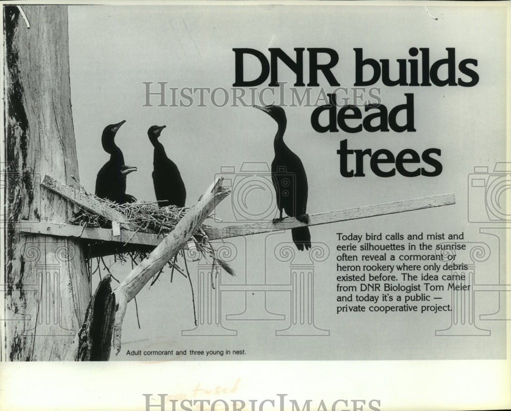 Press Photo Adult Cormorant and three young in the nest - Historic Images