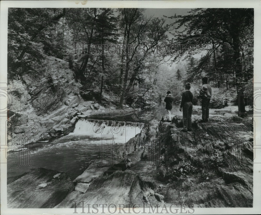 1971 Press Photo 40 acre hemlock forest, New York Botanical Garden in the Bronx - Historic Images