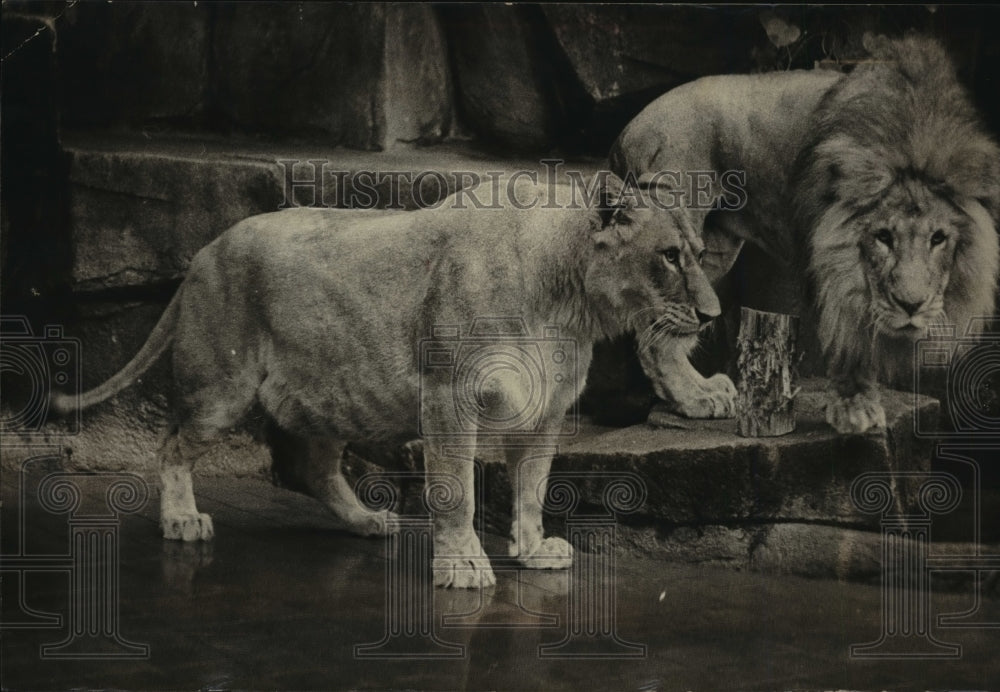 1979 Press Photo Lucy the lion and her mate, Ramses, at Milwaukee County Zoo - Historic Images