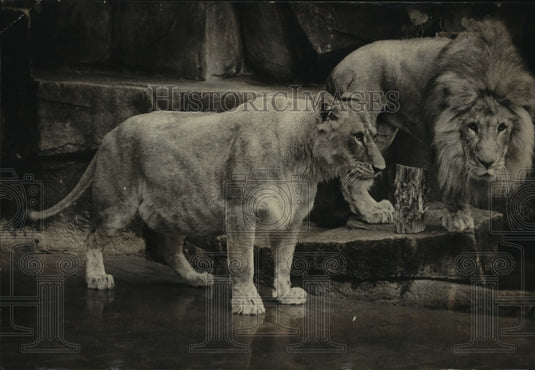 1979 Press Photo Lucy the lion and her mate, Ramses, at Milwaukee County Zoo - Historic Images