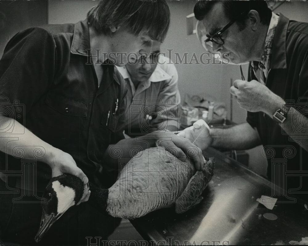 1979 Press Photo Injured Goose at Wisconsin Humane Society by Michael Synowicz-Historic Images
