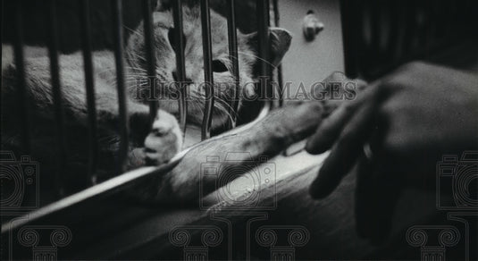 1979 Press Photo Cat Pawing Visitor at Wisconsin Humane Society - mja84092-Historic Images