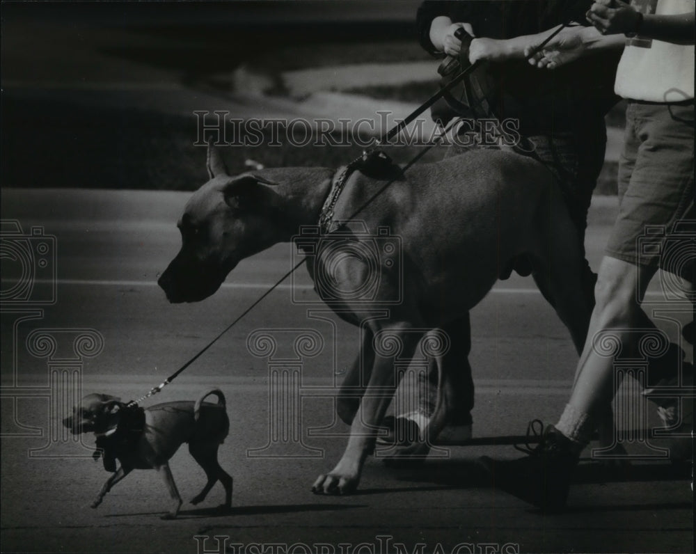 1993 Press Photo Great Dane &amp; Chihuahua at Wisconsin Humane Society Dog Walk-Historic Images