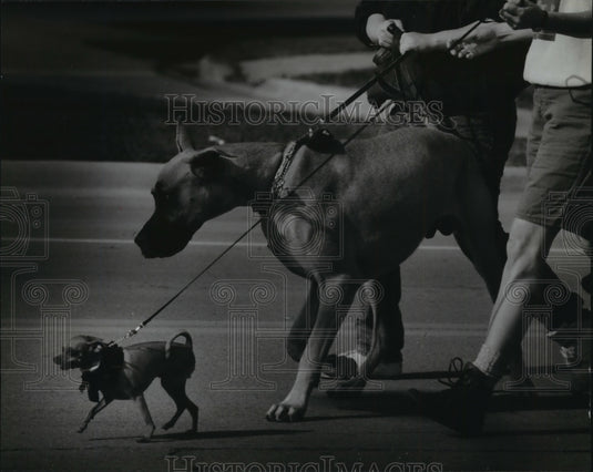 1993 Press Photo Great Dane & Chihuahua at Wisconsin Humane Society Dog Walk-Historic Images