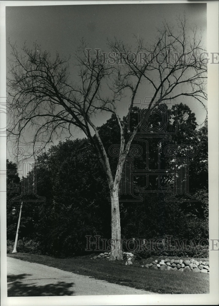 1989 Press Photo diseased Elm Trees are being found throughout Elm Grove-Historic Images
