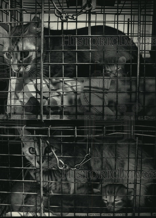 1987 Press Photo Two cats with kittens head for the Wisconsin Humane Society-Historic Images
