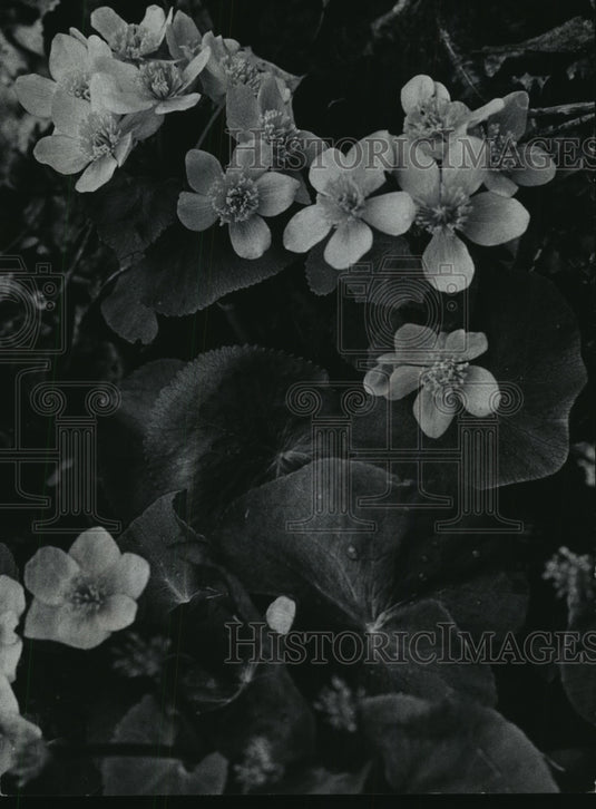 1978 Press Photo Marsh Marigolds at Kettle Moraine State Forest, Wisconsin - Historic Images