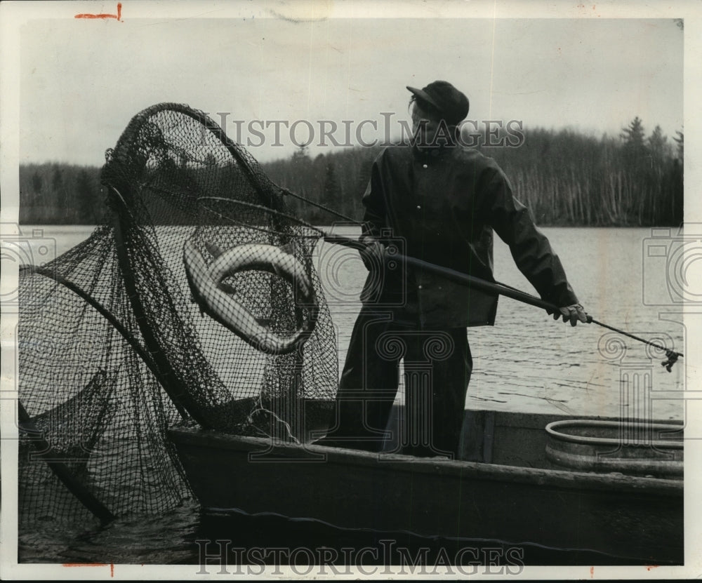 1955 Press Photo lifting two 30 inch muskies is conservation department employee - Historic Images