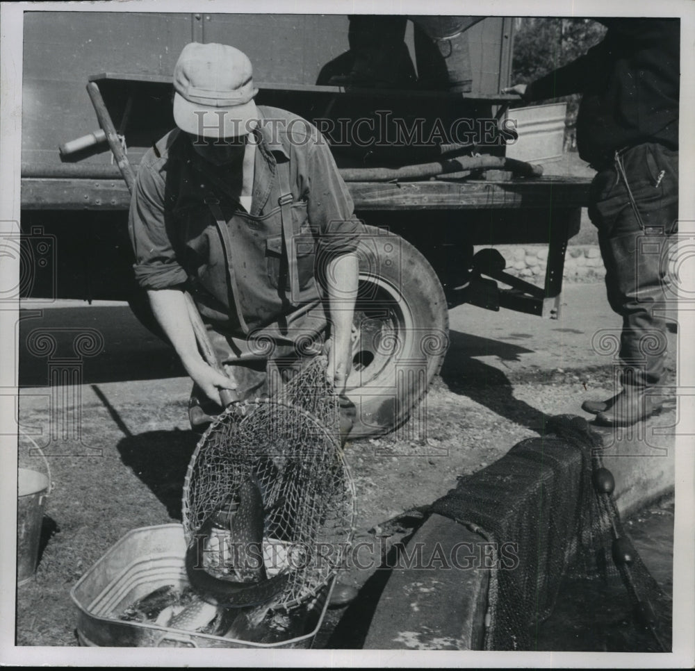 1954 Press Photo Northerns being shipped to nonmuskie lakes in Wisconsin - Historic Images