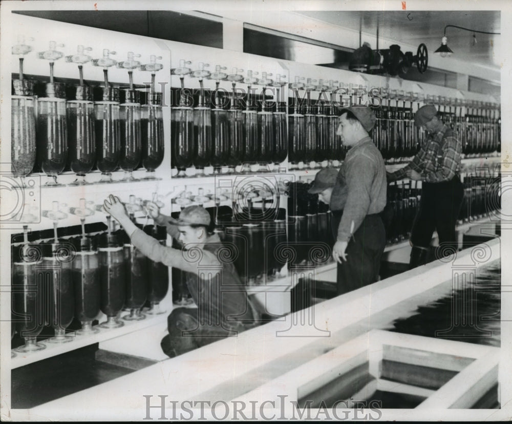 1959 Press Photo Wisconsin Conservation Department Workers Monitor Muskie Eggs - Historic Images