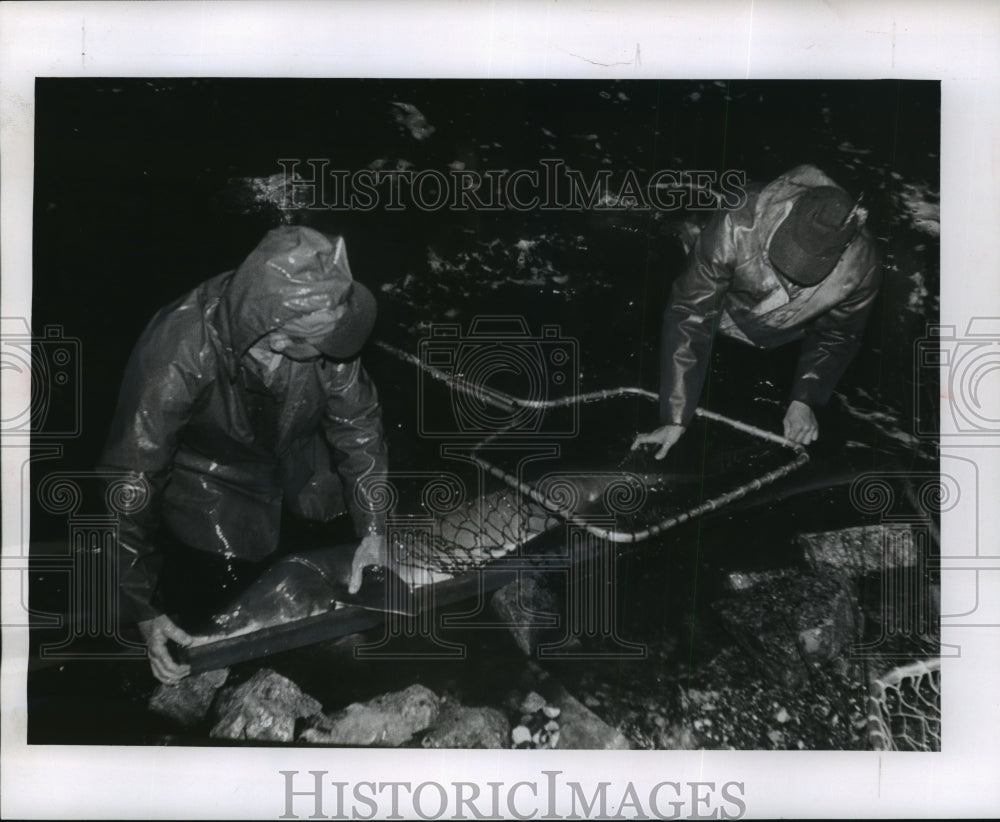 1962 Press Photo Conservation Workers Catching Sturgeon Spawn at Shawn&#39;s Dam - Historic Images