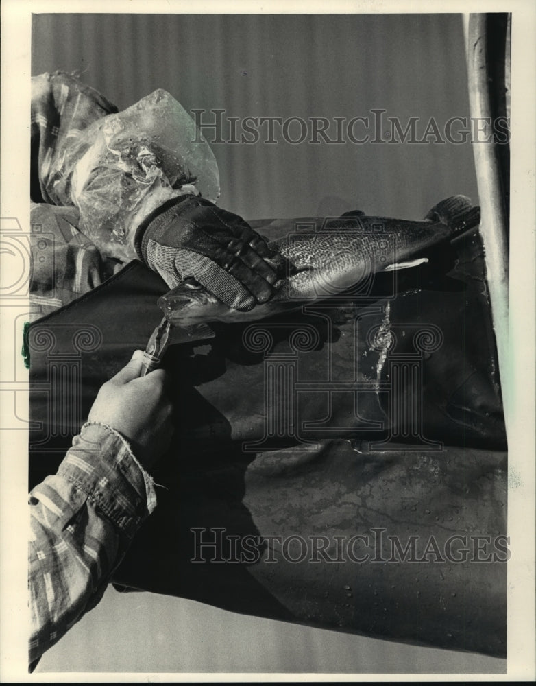 1987 Press Photo Walleye being banded - mja86219 - Historic Images