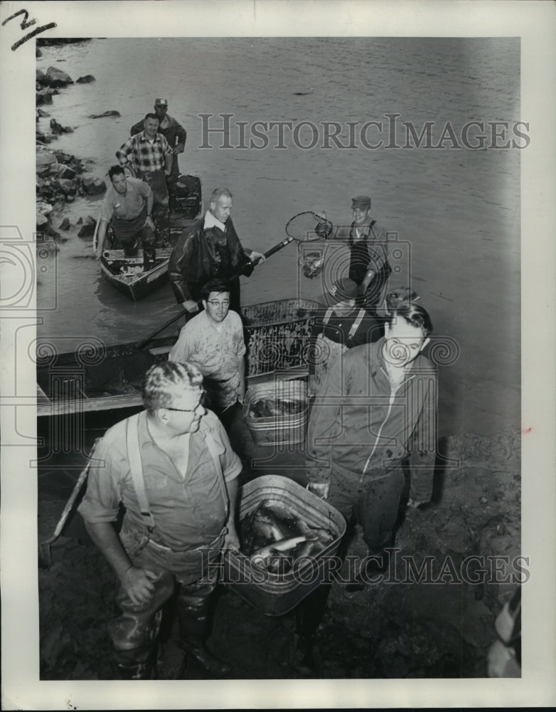 1960 Press Photo Conservation Workers and Volunteers moving fish to river - Historic Images