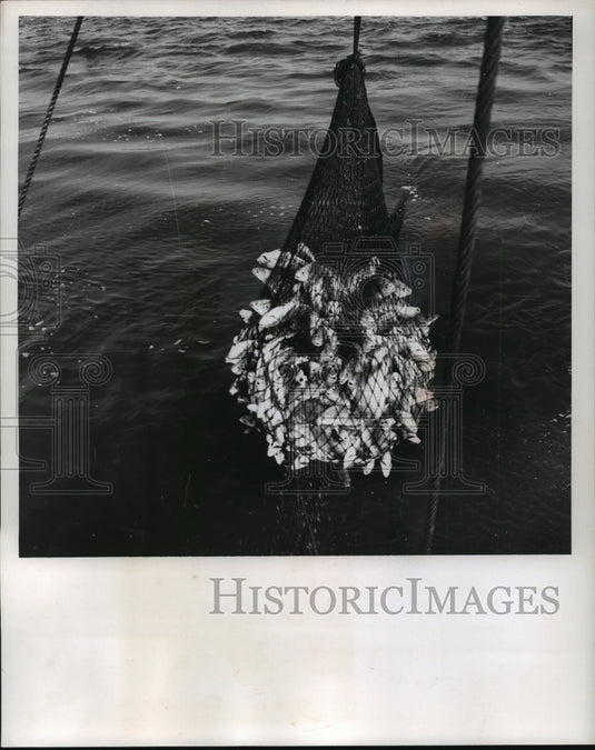 1961 Press Photo Wisconsin Conservation Department - Fish in net - mja86229-Historic Images