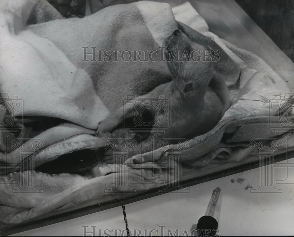 1955 Washington Park Zoo&#39;s new polar bear cub has lung congestion-Historic Images