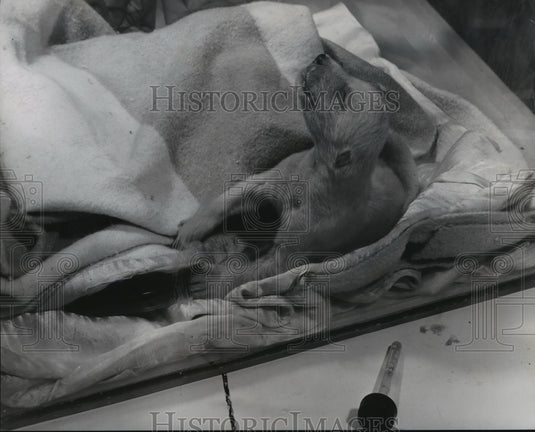 1955 Washington Park Zoo's new polar bear cub has lung congestion-Historic Images
