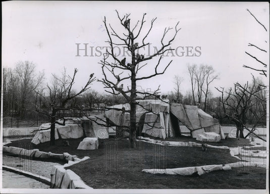 1961 Press Photo Monkeys at Milwaukee Zoo - mja86510-Historic Images