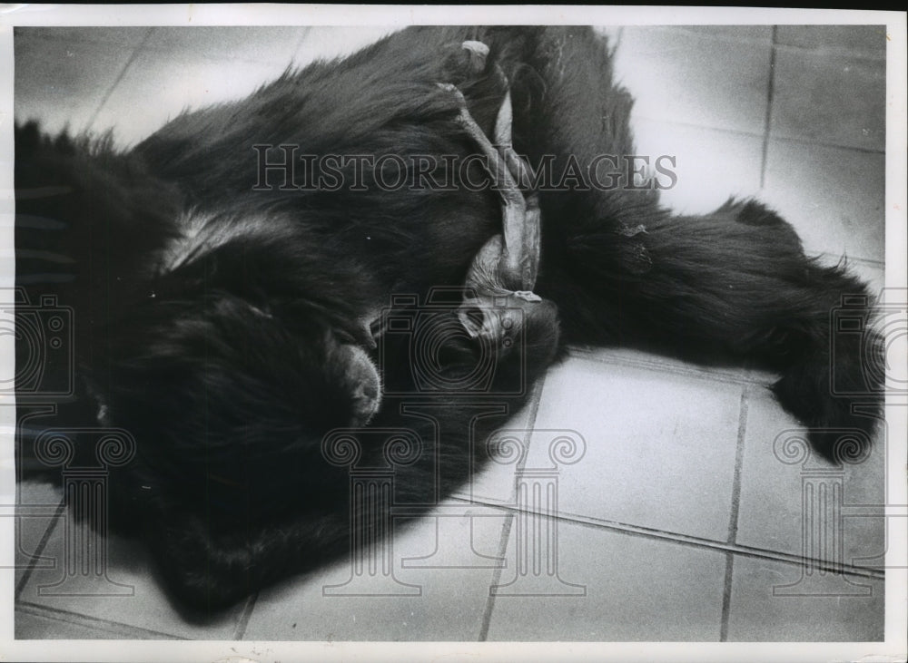 1964 Siamang Monkey &quot;Duo&quot; &amp; Mother &quot;Suzy&quot; at Milwaukee County Zoo-Historic Images