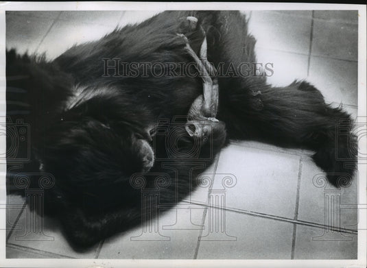 1964 Siamang Monkey "Duo" & Mother "Suzy" at Milwaukee County Zoo-Historic Images
