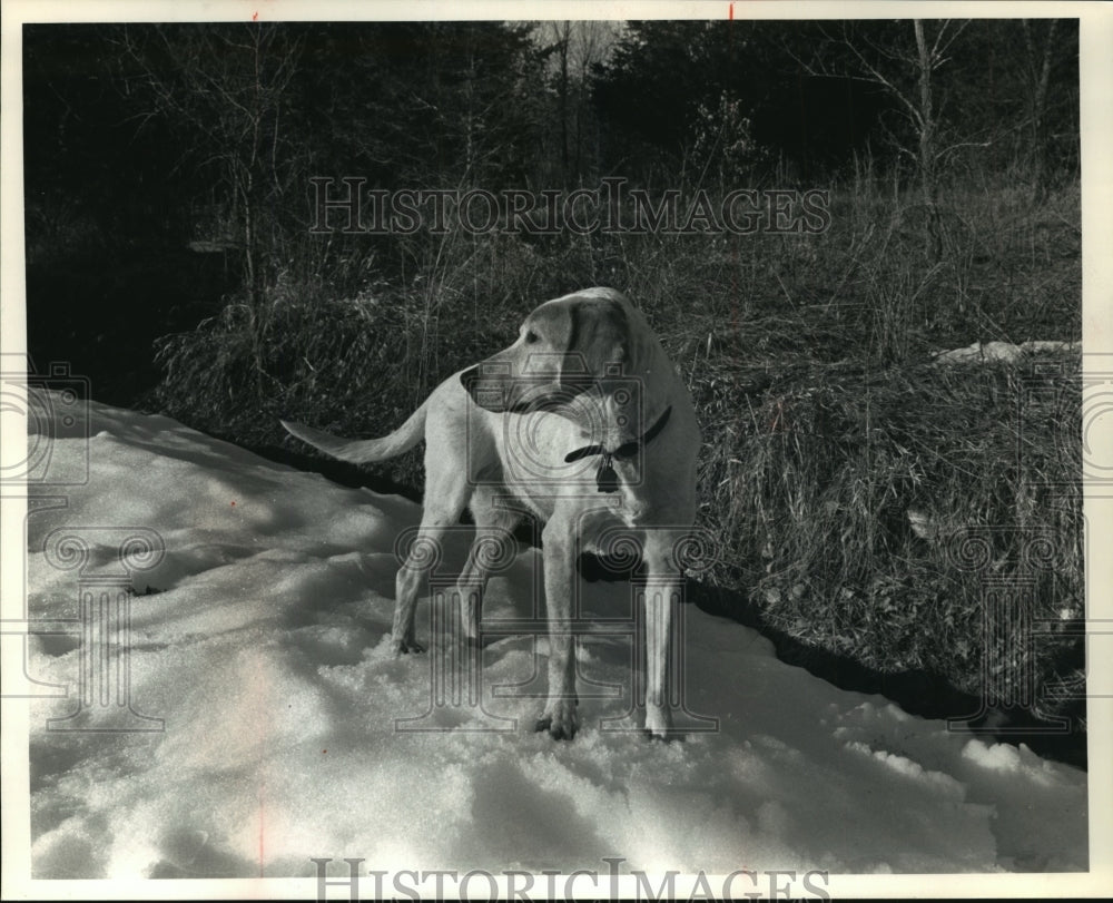 1991 Press Photo Haney, watches over the farm - mja86576 - Historic Images