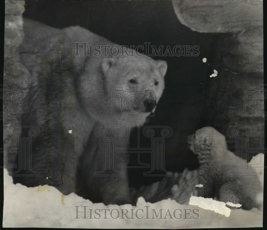 1959 Press Photo Polar Bear Cub "Alaska" & Mother "Cirrus", Washington Park Zoo-Historic Images