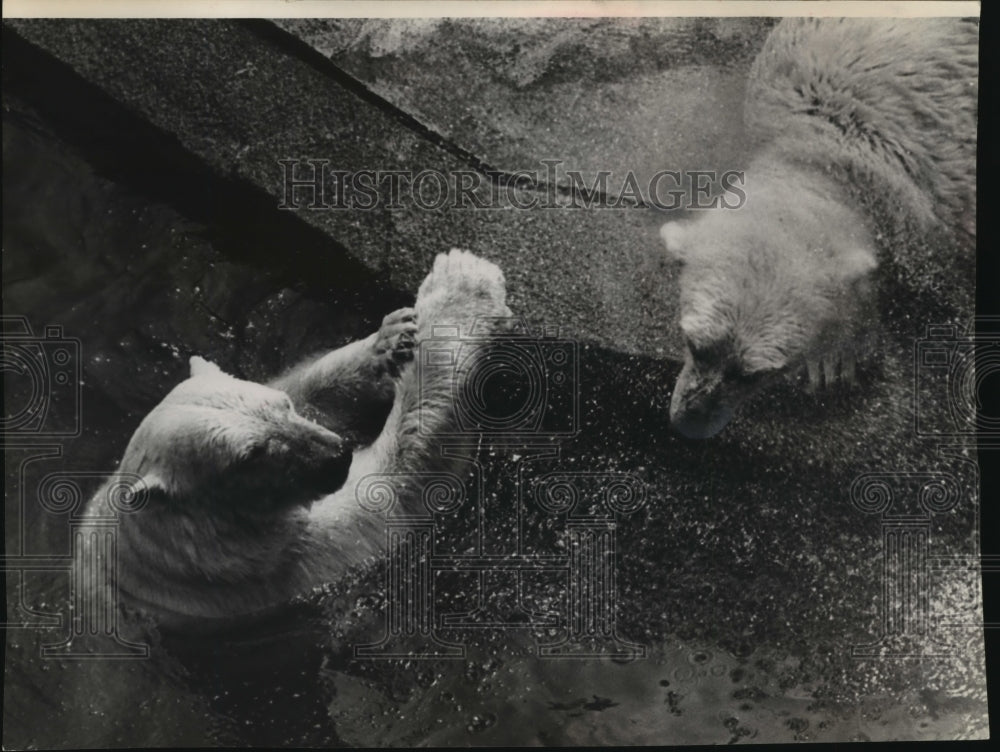 1964 Press Photo Polar Bears Swimming During Summer at Milwaukee County Zoo - Historic Images