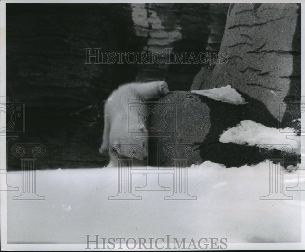 1959 Polar Bear Cub &quot;Alaska&quot; at Washington Park Zoo, Milwaukee-Historic Images