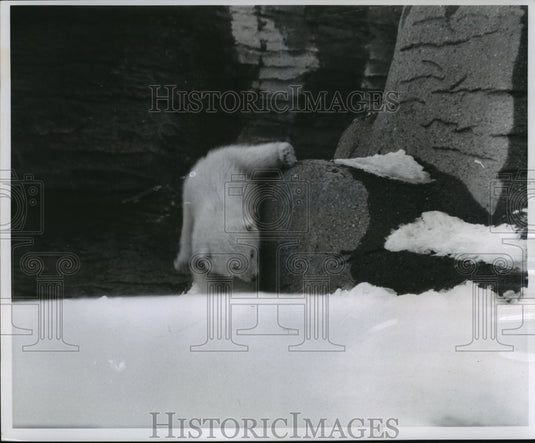 1959 Polar Bear Cub "Alaska" at Washington Park Zoo, Milwaukee-Historic Images