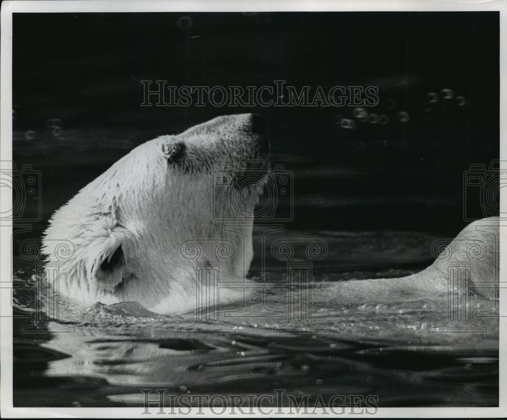 1969 Press Photo Polar Bear Swimming at Milwaukee County Zoo - mja86642-Historic Images