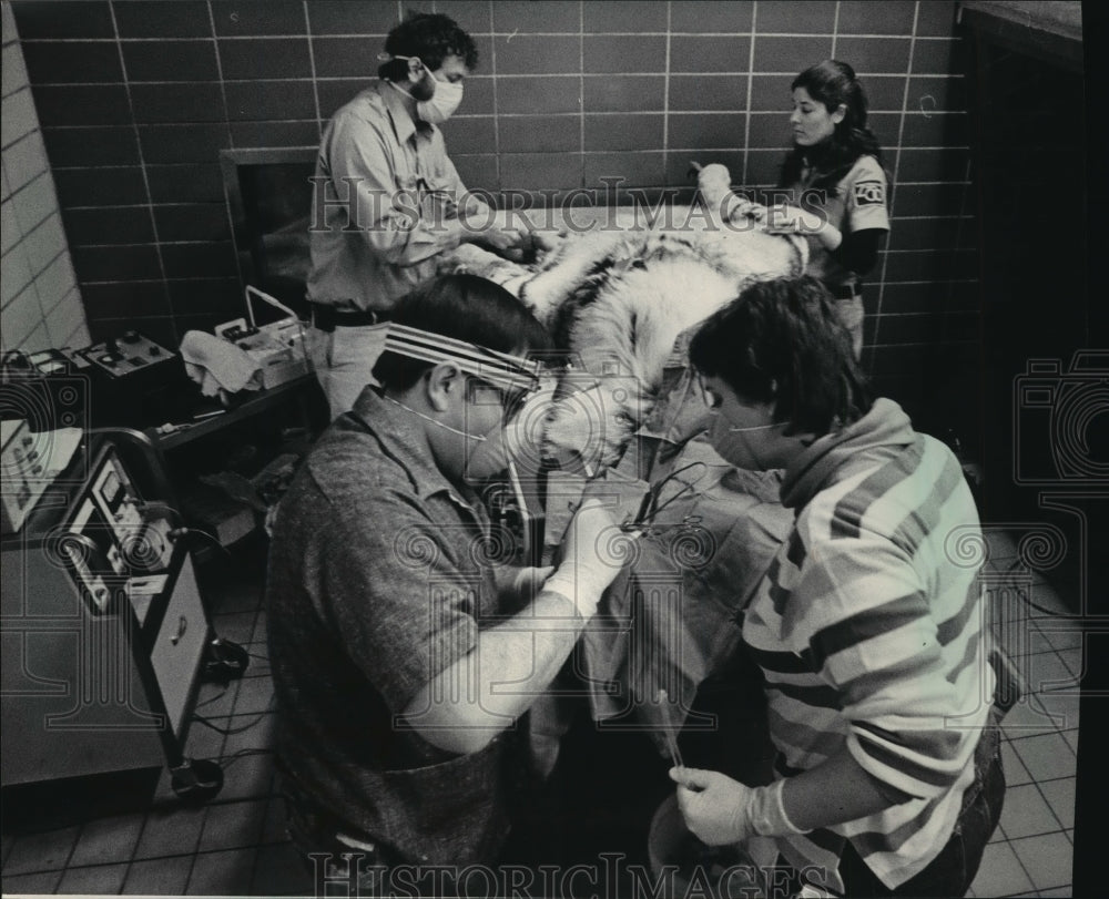 1984 Press Photo Siberian Tiger &quot;Robbie&quot; During Root Canal, Milwaukee County Zoo-Historic Images