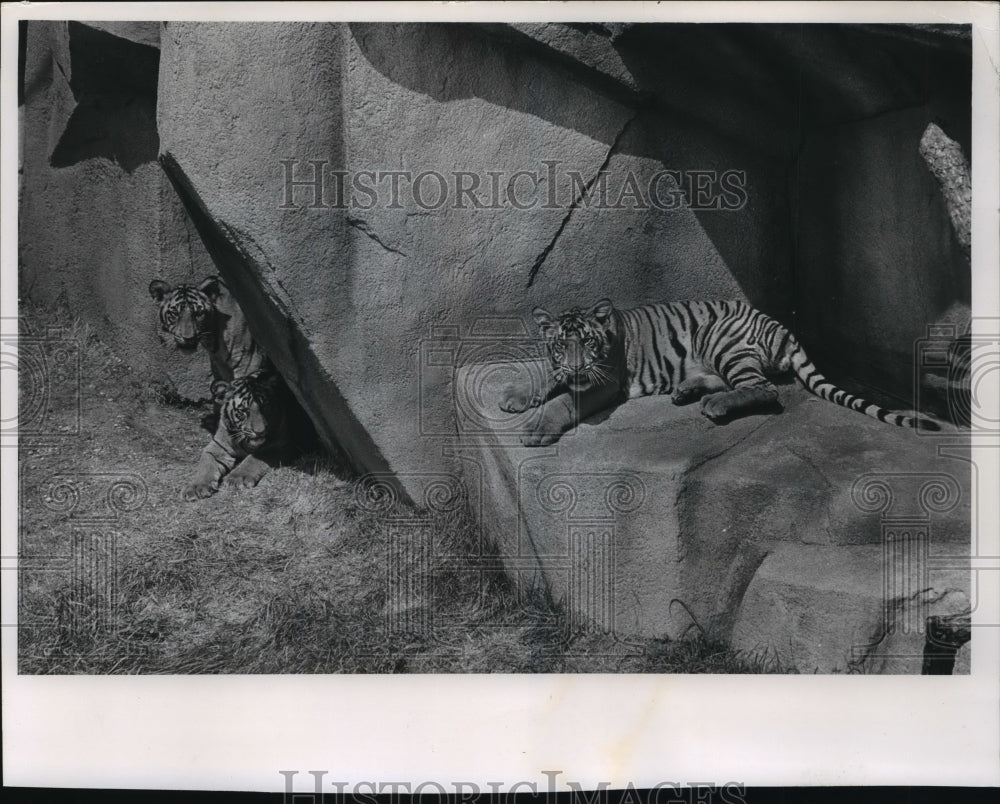 1964 Press Photo Bengal Tiger Cubs Leave Den To See Outside World; Milwaukee Zoo- Historic Images