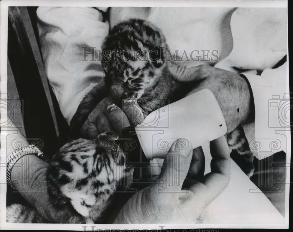 1967 Press Photo Feeding Time for Siberian Cubs at Milwaukee County Zoo-Historic Images
