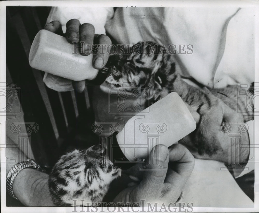 1967 Press Photo Feeding Time for Siberian Tiger Cubs at Milwaukee County Zoo-Historic Images