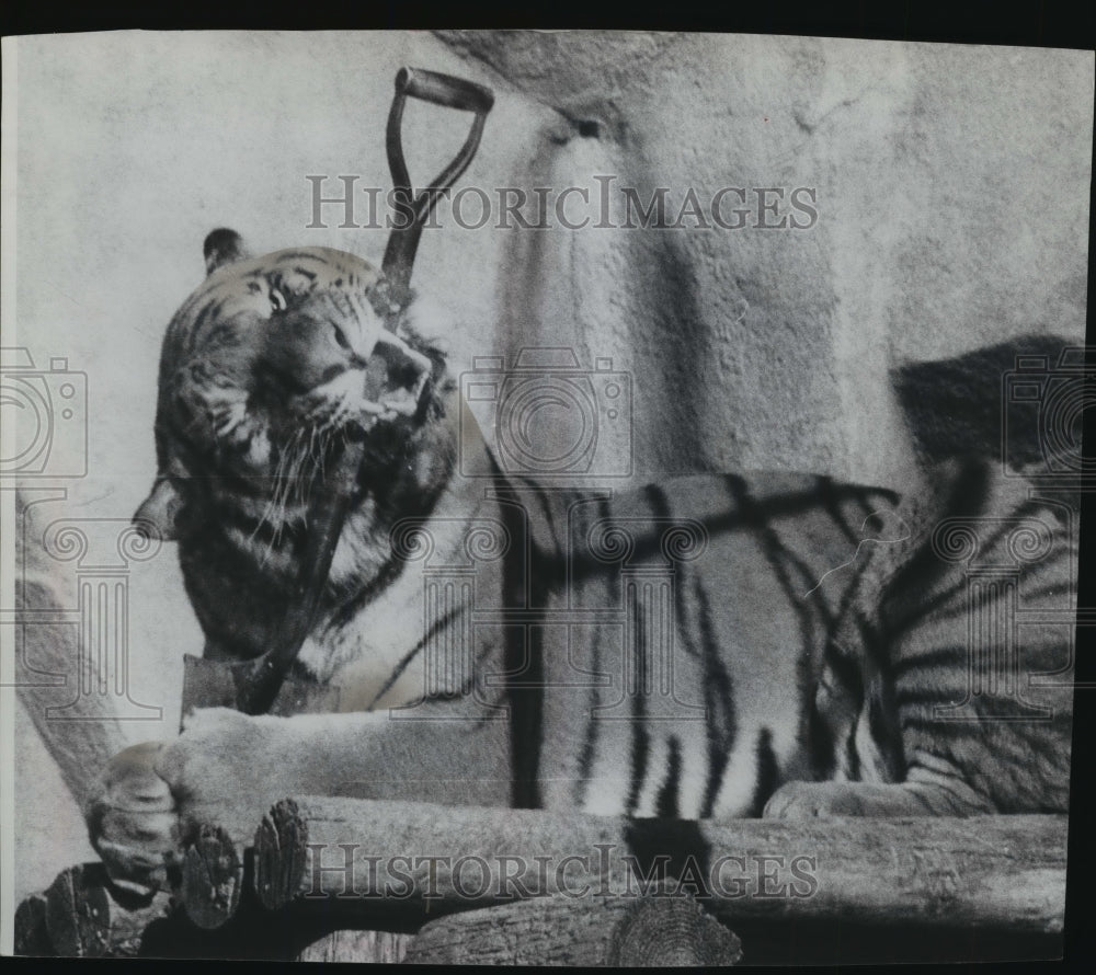 1975 Robbie, a Siberian Tiger at Milwaukee Zoo, Chews on a Shovel-Historic Images