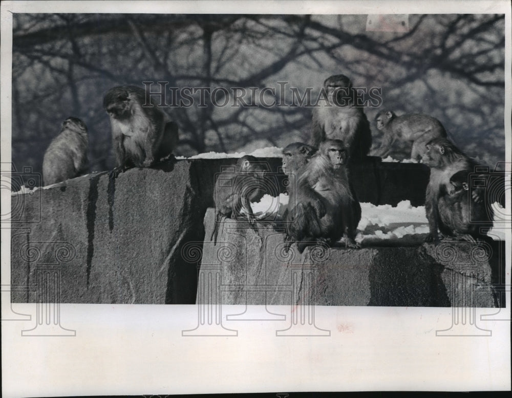 1977 Press Photo Residents of Monkey Island bask in sun at Milwaukee County Zoo - Historic Images