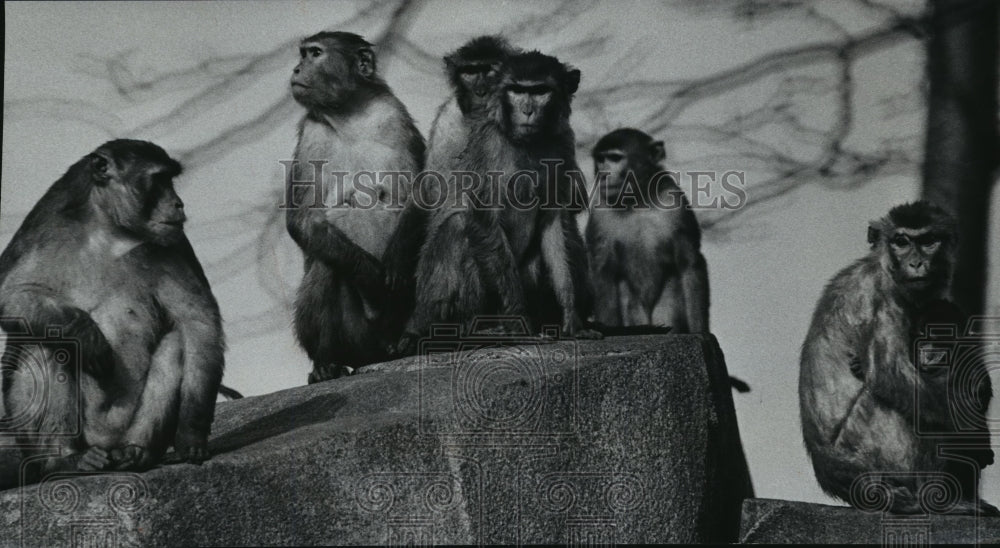 1973 Press Photo Rhesus Monkeys Sunbathe on Monkey Island at Milwaukee Zoo - Historic Images