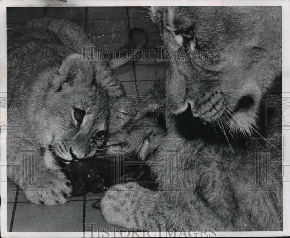 1965 Press Photo Lion Cubs & Father at Milwaukee Zoo - Historic Images