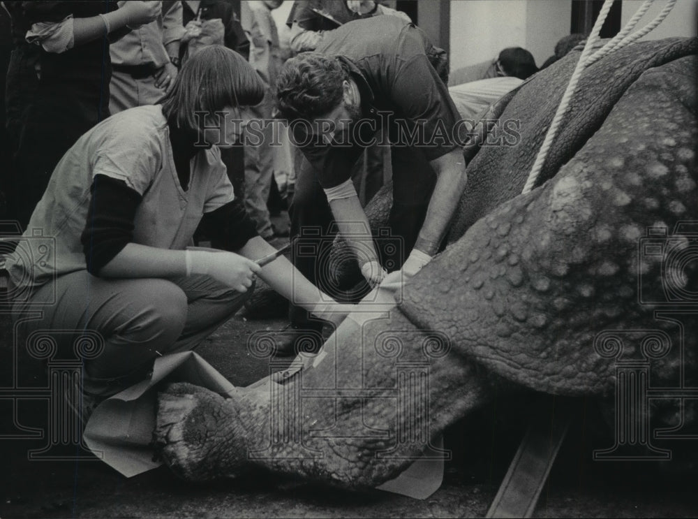1985 Press Photo Mickey Trent &amp; Bill Lindsay treat Rhino at Milwaukee Zoo - Historic Images