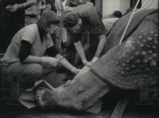 1985 Press Photo Mickey Trent & Bill Lindsay treat Rhino at Milwaukee Zoo - Historic Images