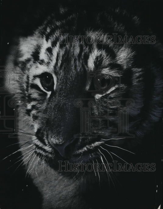 1974 Siegfried, the Milwaukee County Zoo's Newest Siberian Tiger-Historic Images