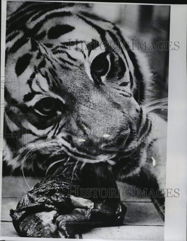 1963 Press Photo A Bengal Tiger Enjoys Thanksgiving Dinner at the Milwaukee Zoo-Historic Images