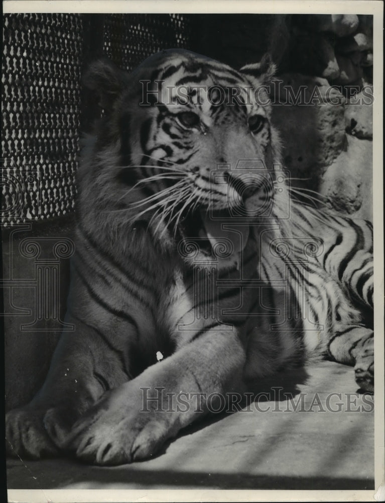 1939 Press Photo Tiger Relaxing at the Milwaukee County Zoo - mja87231 - Historic Images