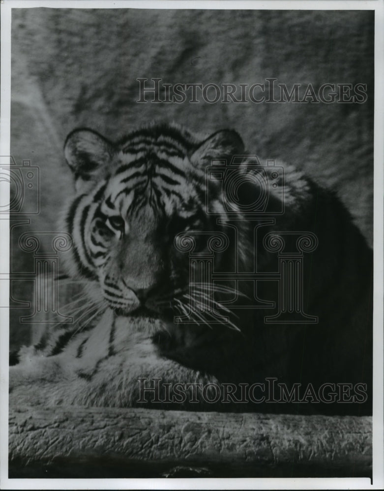 1977 Press Photo Tiger at the Milwaukee County Zoo - mja87236 - Historic Images