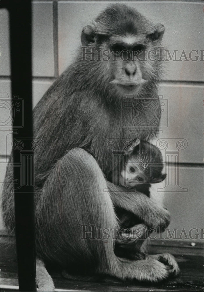 1969 Press Photo Irene, a Patas Monkey with her Baby at the Milwaukee Zoo - Historic Images