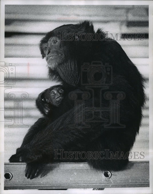 1967 Press Photo Suzy a Monkey and her Baby, Smitty, at the Milwaukee County Zoo-Historic Images