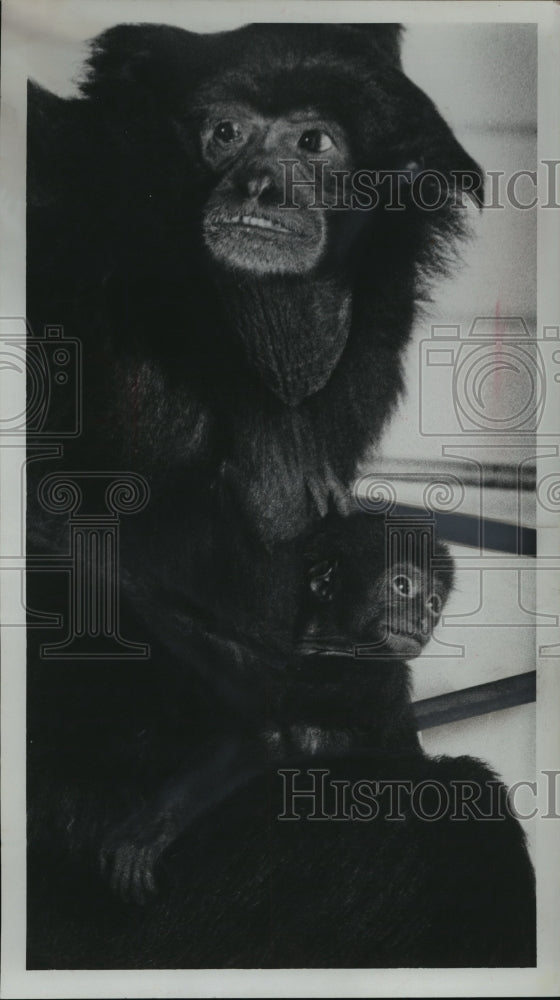 1967 Press Photo Smitty, the Milwaukee Zoo's Baby Siamang and his mother, Suzy - Historic Images