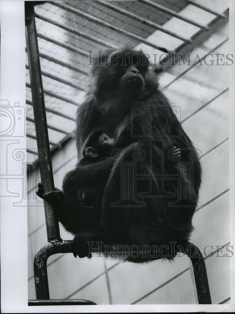 1971 Press Photo a rare black macaque holds her new baby at Milwaukee county zoo-Historic Images