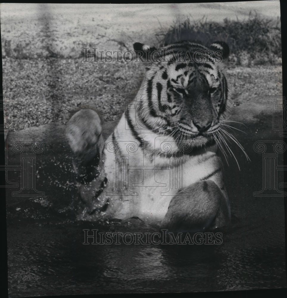 1964 Press Photo a Siberian tiger cools down in the heat at the Milwaukee zoo - Historic Images