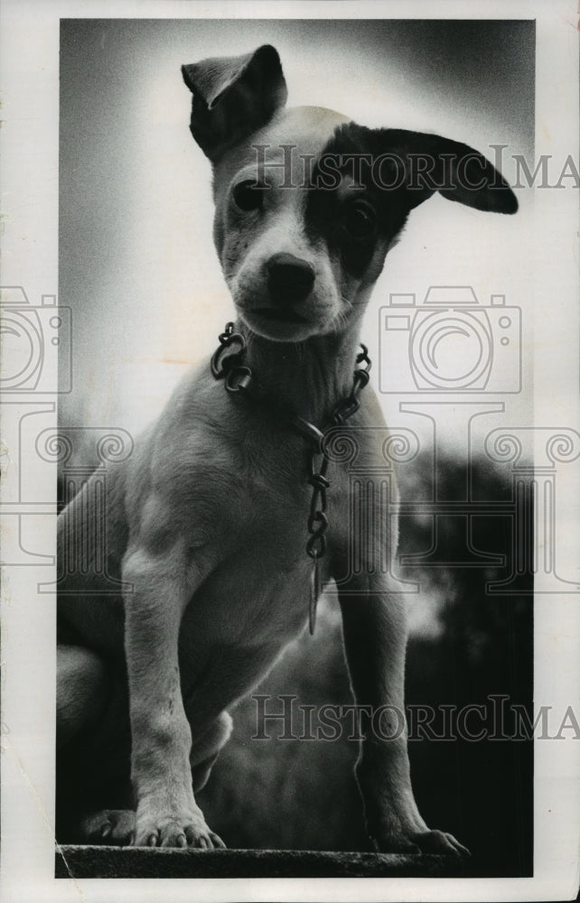 1972 Press Photo Toy Terrier up for adoption from the Wisconsin Humane Society-Historic Images