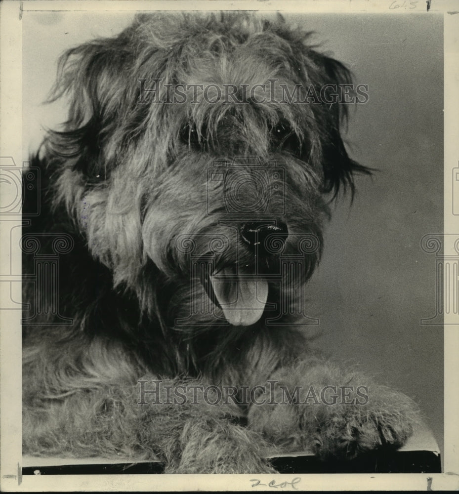 1941 Welsh Terrier-Historic Images